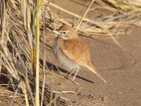 Dune Lark (Calendulauda erythrochlamys)