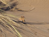 Dune Lark (Calendulauda erythrochlamys)