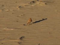 Dune Lark (Calendulauda erythrochlamys)