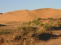 Rooibank