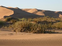 Rooibank