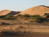 Rooibank
