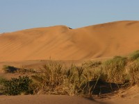 Rooibank