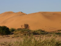 Rooibank