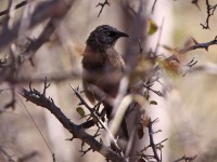 Black-faced Babbler (Turdoides melanops)