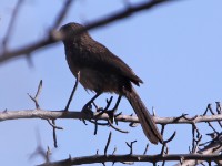 Black-faced Babbler (Turdoides melanops)