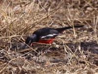 Crimson-breasted Shrike (Laniarius atrococcineus)