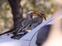 Southern Yellow-billed Hornbill (Tockus leucomelas)