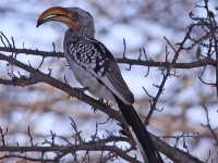 Southern Yellow-billed Hornbill (Tockus leucomelas)