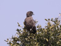 Brown Snake Eagle (Circaetus cinereus)