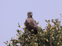 Brown Snake Eagle (Circaetus cinereus)