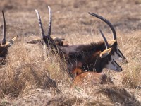 Sable Antelope (Hippotragus niger)