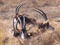 Sable Antelope (Hippotragus niger)