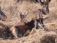 Sable Antelope (Hippotragus niger)