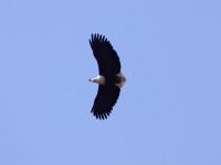 African Fish Eagle (Haliaeetus vocifer)
