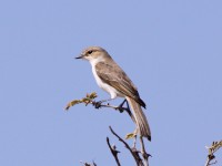 Marico Flycatcher (Melaenornis mariquensis)