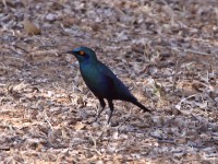 Greater Blue-eared Starling (Lamprotornis chalybaeus)