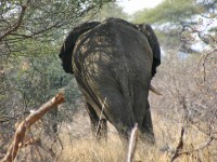 African Bush Elephant (Loxodonta africana)