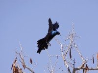 Meves's Starling (Lamprotornis mevesii)