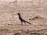 Meves's Starling (Lamprotornis mevesii)