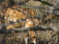 Bushbuck