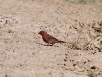 Red-billed Firefinch (Lagonosticta senegala)