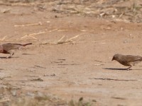Red-billed Firefinch (Lagonosticta senegala)