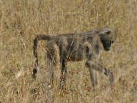 Chacma Baboon (Papio ursinus)