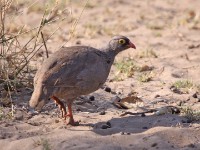 Red-billed Spurfowl (Pternistis adspersus)