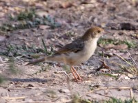 Luapula Cisticola (Cisticola luapula)