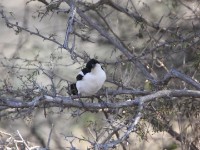 Swamp Boubou (Laniarius bicolor)