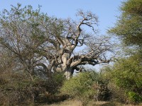 Mahango GR Baobab