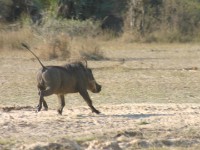 Common Warthog (Phacochoerus africanus)