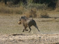 Common Warthog (Phacochoerus africanus)