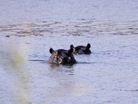 Hippopotamus (Hippopotamus amphibius)