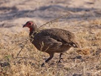 Swainson's Spurfowl (Pternistis swainsonii)