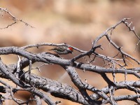 Cardinal Woodpecker (Dendropicos fuscescens)