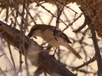 Southern Fiscal (Lanius collaris aridicolus) Latakoo