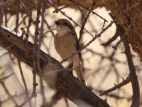 Southern Fiscal (Lanius collaris aridicolus) Latakoo