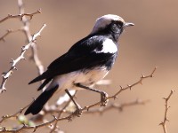 Mountain Wheatear (Myrmecocichla monticola)