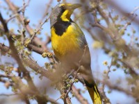 Bokmakierie (Telophorus zeylonus)