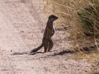 South African Ground Squirrel (Xerus inauris)