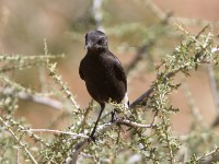 Mountain Wheatear (Myrmecocichla monticola)