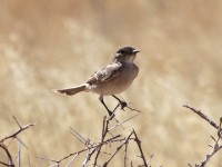 Chat Flycatcher (Melaenornis infuscatus)