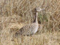 Red-crested Korhaan (Lophotis ruficrista)