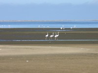 Greater Flamingo (Phoenicopterus roseus)