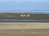 Greater Flamingo (Phoenicopterus roseus)