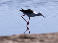 Black-winged Stilt (Himantopus himantopus)