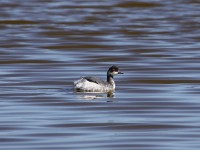 Black-necked Grebe (Podiceps nigricollis)
