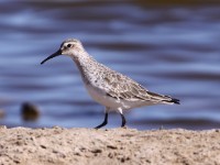 Curlew Sandpiper (Calidris ferruginea)